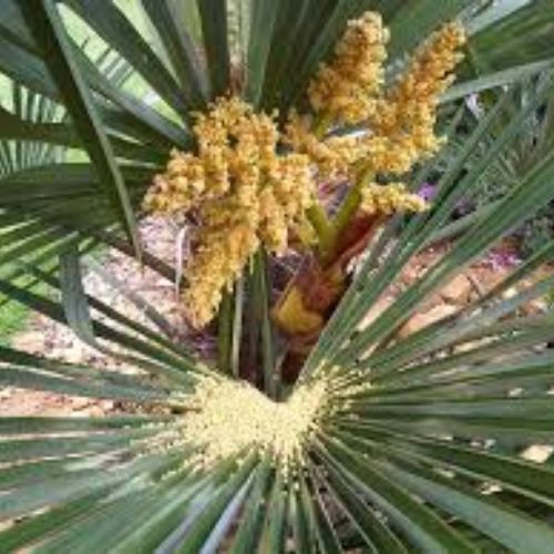 China Palm Fruit Tree Manufacturer & Supplier in India